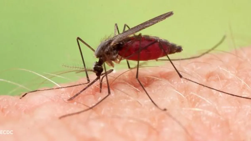Costa Rica registra 116 casos de malaria en 2024 y trabaja en controlar brotes