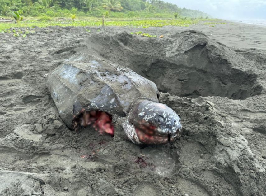 Tortuga baula descuartizada durante desove en playa de Sixaola