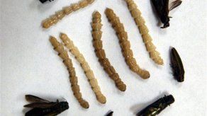 Plaga de escarabajo que mata fresnos afecta 15 estados de EEUU