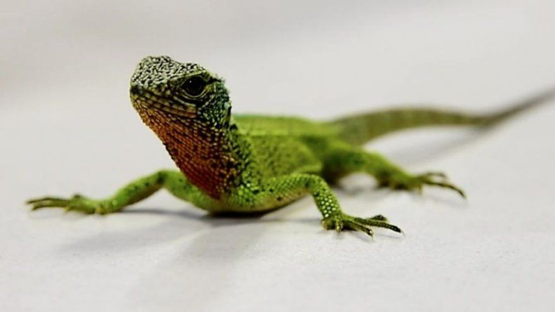 Hallan tres nuevas especies de lagarto en los Andes de Perú y Ecuador
