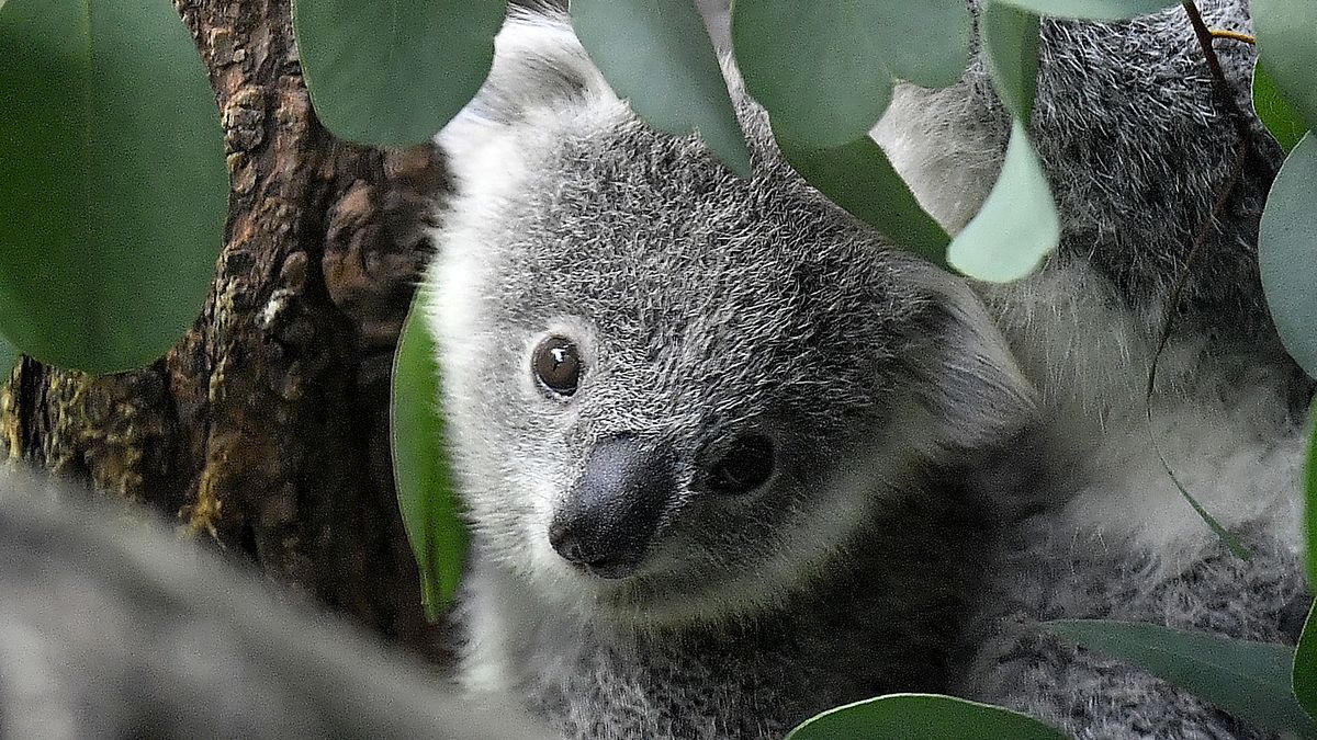 Australia declara al koala especie en peligro