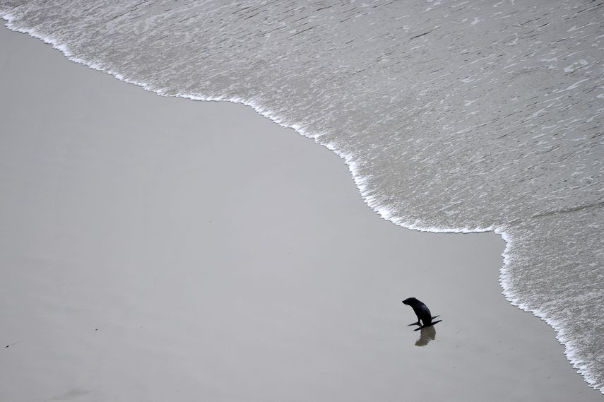 Las proyecciones son el resultado de un amplio programa de investigación de cinco años con financiamiento del gobierno denominado NZ SeaRise