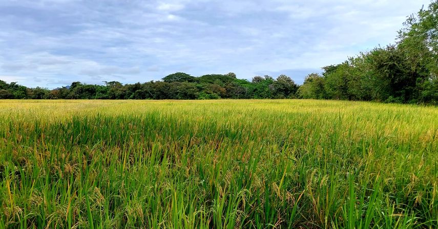 Esta cantidad de hectáreas han sido sembradas por 1