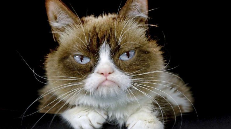 Grumpy Cat, la gata sensación en internet, muere a los 7 años