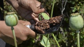 Tras el retorno al poder de los talibanes a mediados de agosto, el precio del opio se triplicó.