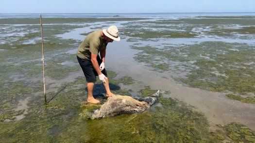 Un científico ucraniano cuenta los delfines muertos por la guerra
