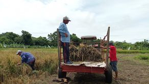 El pago del subsidio por quintal de arroz actualmente demora entre 3 a 4 meses.