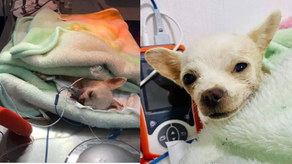 ¡Pequeño Héroe! Chihuahua casi muere por defender su casa de ladrones