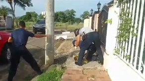 Atrapan a el cocodrilo que atemorizaba las calles de Herrera Atrapan a el cocodrilo que atemorizaba las calles de Herrera