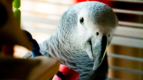 Resfriado en los Loros: Síntomas y cuidados