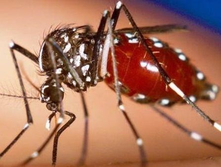 Las autoridades de Guatemala confirman ocho casos de chikungunya en el país