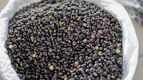 Guandú: Dónde conseguirlo para la cena de Navidad