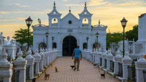 ¿Pacto con el diablo? Gatos cuidan tumbas en pueblo que inspiró a Gabo