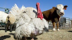 Condenados 2 estudiantes por secuestrar un pavo