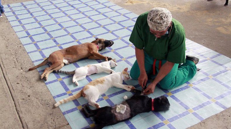 Más de 190 perros y 90 gatos fueron esterilizados en la 24 de Diciembre