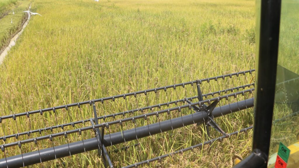 MIDA vendió 47,6 millones de balboas a productores de arroz