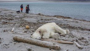 Autoridades noruegas justifican matanza de oso polar
