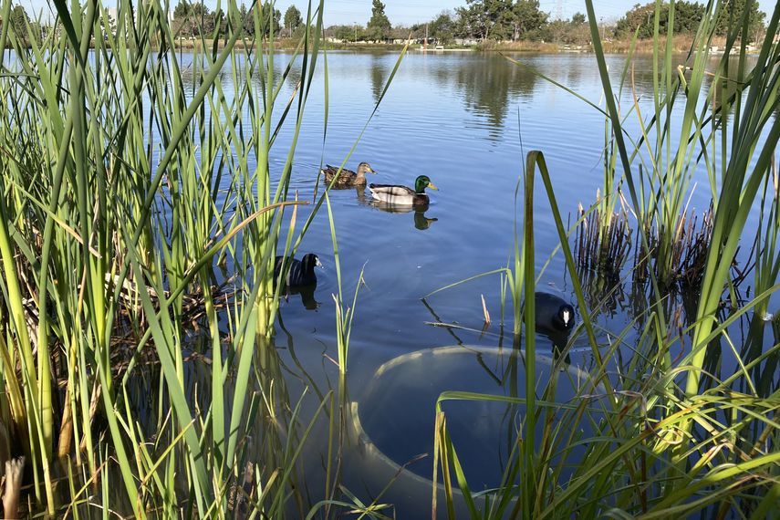 La gran mayoría del agua de lluvia que cae en las ciudades de California desemboca finalmente en el océano.
