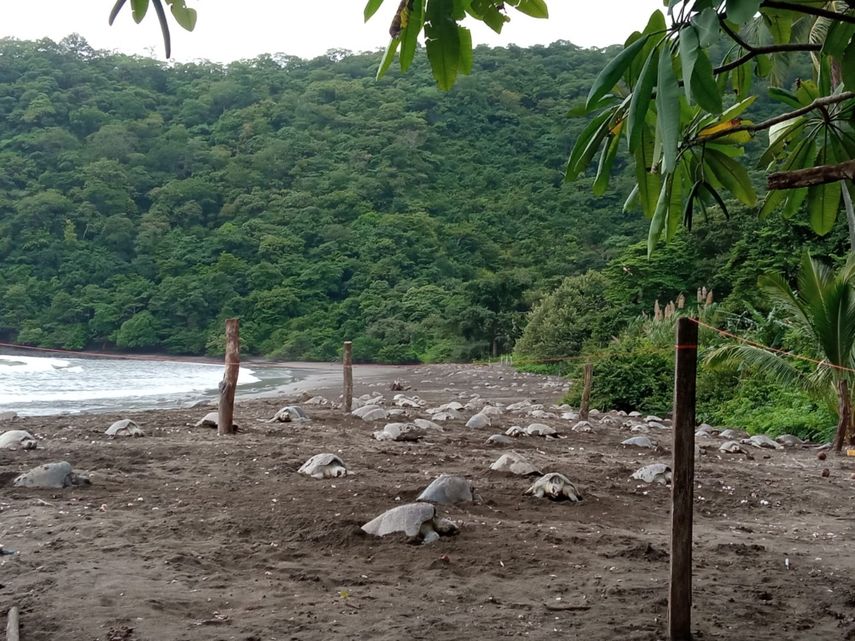 Tortugas marinas golfina.