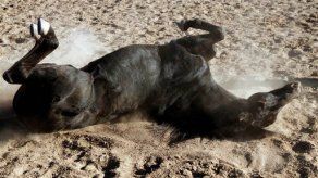 Estrella de War Horse en la elite equina de Hollywood