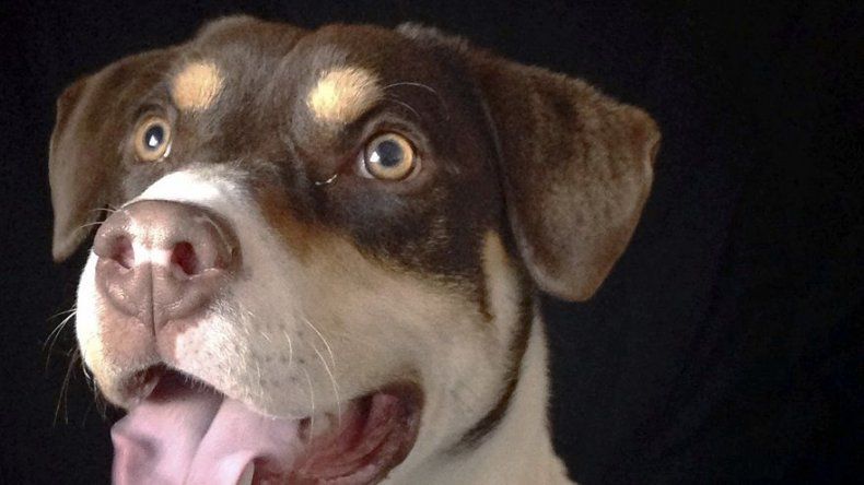 EEUU: Buscan prohibir uso de armas para sacrificar mascotas