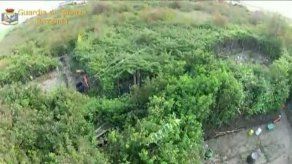 Avión halla granja de marihuana