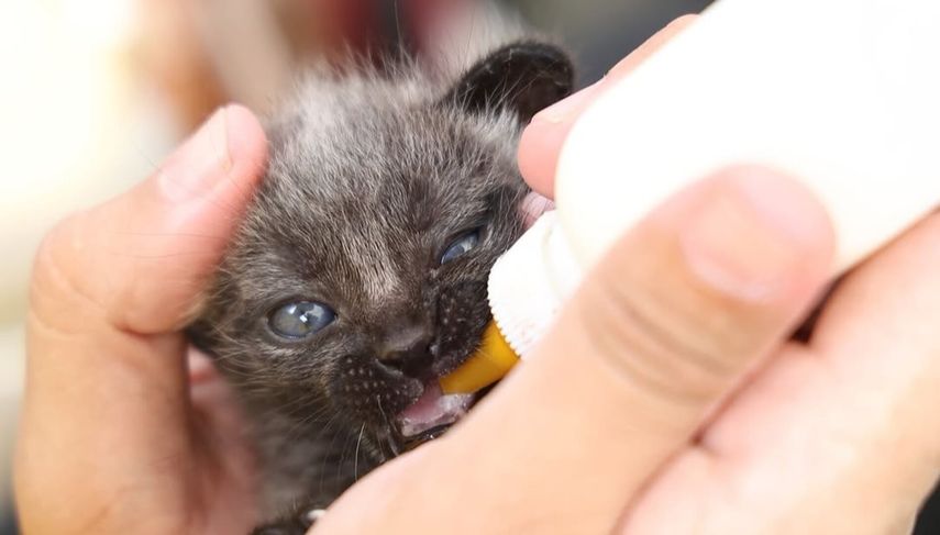 Despacho de la Primera Dama realizará el tercer AdoptaBox en el Parque Omar