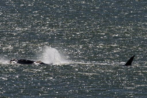 Población de ballenas jorobadas decuplicó en Brasil