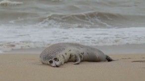 Descubren focas muertas en las orillas rusas del mar Caspio