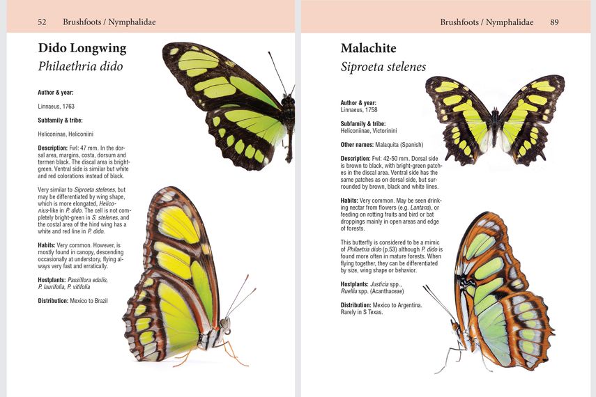 La Mariposa Dido (Philaethria dido) y la Malaquita (Siproeta stelenes) son mariposas muy similares en su fase adulta, pero son especies diferentes. La Mariposa Dido (Philaethria dido) y la Malaquita (Siproeta stelenes) son mariposas muy similares en su fase adulta, pero son especies diferentes.