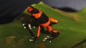 Colombiano cría ranas exóticas para frenar su venta ilegal