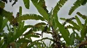 Colombia refuerza medidas para controlar presencia de hongo en zona bananera