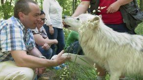 Cuando los ejecutivos despiertan al animal que llevan dentro conviviendo con lobos