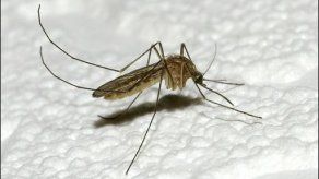 Fabrican jabón repelente contra mosquito Aedes aegypti