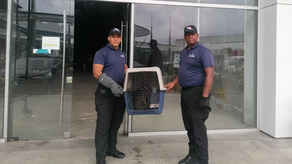 Rescates y reubicación de fauna silvestre en Colón por MiAmbiente y Policía Nacional Rescates y reubicación de fauna silvestre en Colón por MiAmbiente y Policía Nacional