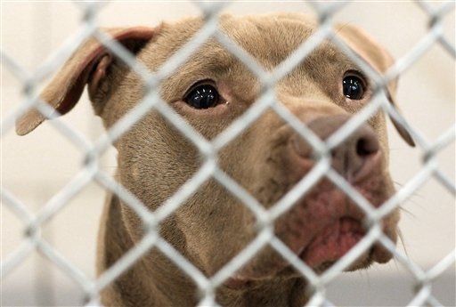 Perro libra la pena de muerte y ahora va al estrellato en EEUU