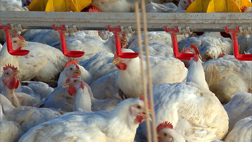 Panamá se mantiene en alerta para evitar los contagios de la gripe aviar a humanos.