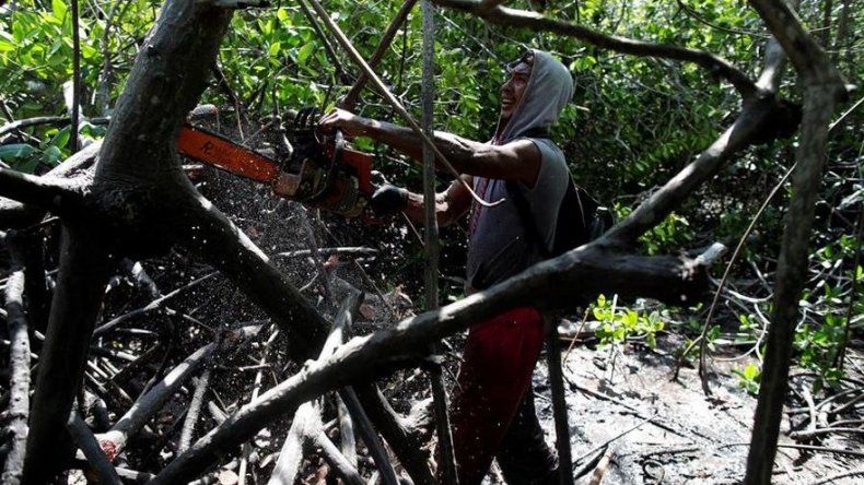 La lucha por sobrevivir que se libra en un manglar del Pacífico de Panamá