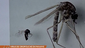 Panamá registra 10 casos de fiebre de Oropouche,