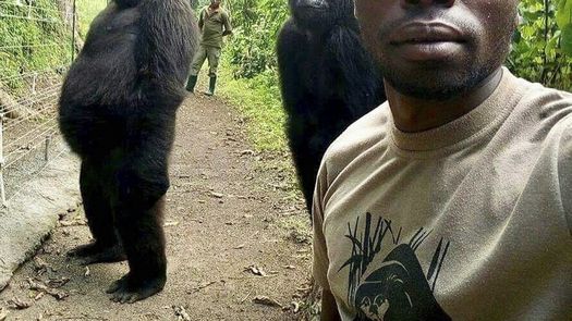 Muere en Congo una gorila famosa que posó para una selfie