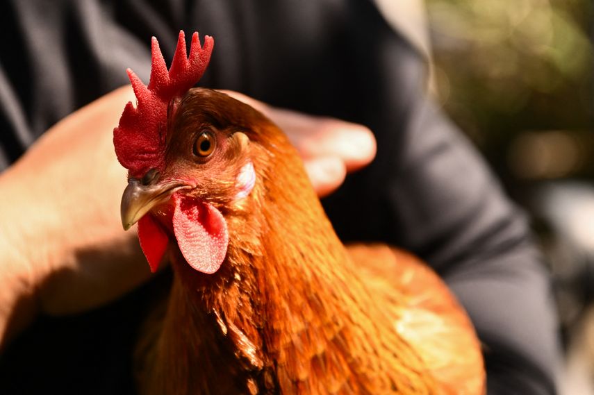 Alquiler de gallinas se populariza en EE. UU.