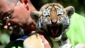 Presentan a un tigre siberiano bebé en Hungría