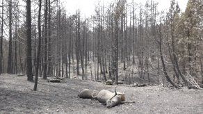 Fuerza del fuego mengua en Grecia y España enfrenta sus primeros incendios