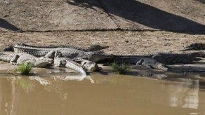 Escapan miles de cocodrilos en Sudáfrica