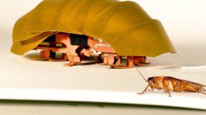 Robot cucaracha ayudará en derrumbes de edificios