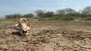 La sequía amenaza la vida de 15 millones de personas en el Cuerno de África