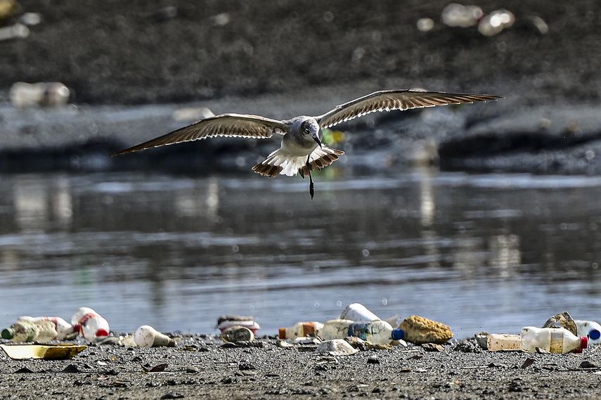 Datos del ministerio de Ambiente indican que Panamá cuenta con más de 165