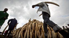 La prohibición de la venta marfil divide a los países de la CITES