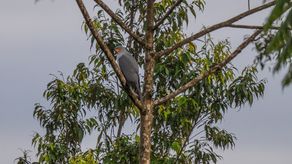 Encuentran en Papúa Nueva Guinea un ave amenazada de la que no se tenían registros desde 1969.