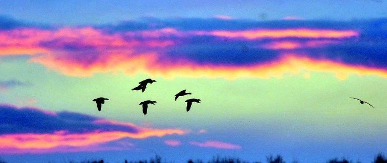 El número de aves migratorias ha disminuido por cambio climático